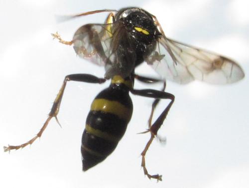 Lestiphorus bicinctus